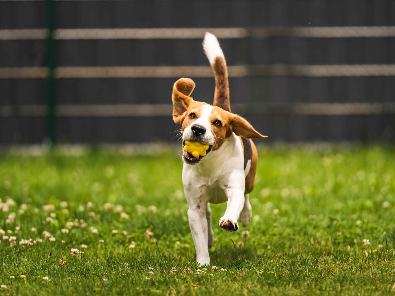 Photo of dog inside fenced backyard in Pensacola, Florida